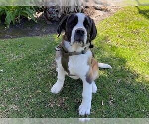 Saint Bernard Dogs for adoption in San Clemente, CA, USA