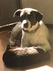 Medium Photo #1 American Staffordshire Terrier-Labrador Retriever Mix Puppy For Sale in Rosenberg, TX, USA