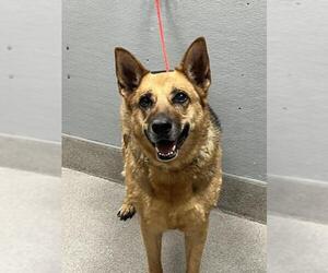 German Shepherd Dog-Unknown Mix Dogs for adoption in Las Vegas, NV, USA