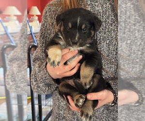 Border Collie-Unknown Mix Dogs for adoption in Garden City, NY, USA