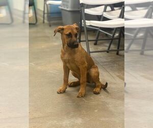 Mutt Dogs for adoption in Sterling, MA, USA