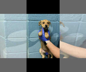 Shepradors Dogs for adoption in SHERBURNE, NY, USA