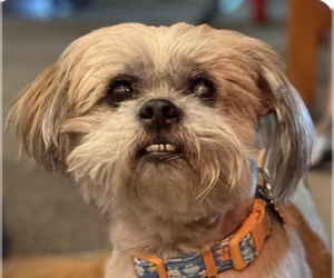 Shih Tzu Dogs for adoption in San Ramon, CA, USA