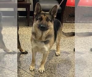 German Shepherd Dog Dogs for adoption in Tracy, CA, USA