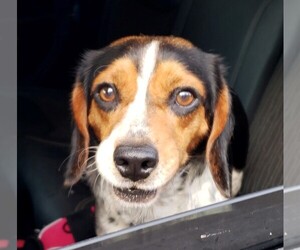Beagle Dogs for adoption in Williamson, WV, USA