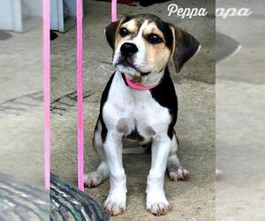 Beagle Dogs for adoption in Denison, TX, USA