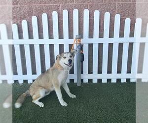 Huskies -Unknown Mix Dogs for adoption in Modesto, CA, USA
