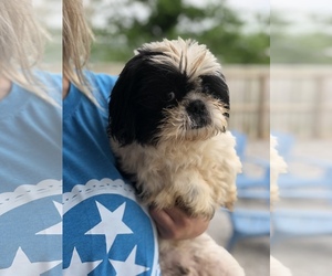 Shih Tzu Dogs for adoption in Columbia, TN, USA