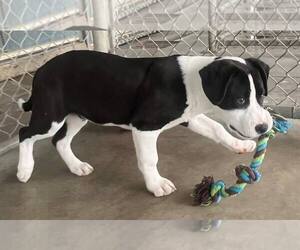 Mutt Dogs for adoption in Pryor, OK, USA