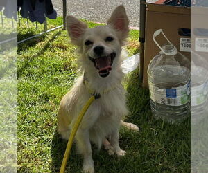 Maltipom Dogs for adoption in Chico, CA, USA