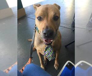 Labrador Retriever-Unknown Mix Dogs for adoption in Tampa , FL, USA