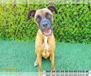 Boxer-Unknown Mix Dogs for adoption in West Palm Beach, FL, USA