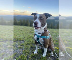 Sheprador Dogs for adoption in Sheridan, CO, USA