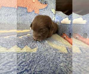 Boykin Spaniel-Whippet Mix Dogs for adoption in New York, NY, USA