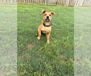 Mutt Dogs for adoption in Greenville, SC, USA