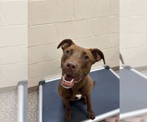 Labrador Retriever-Unknown Mix Dogs for adoption in Hilton Head, SC, USA