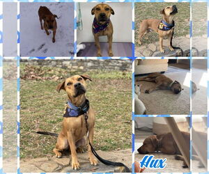 American Pit Bull Terrier-Unknown Mix Dogs for adoption in Blacksburg, SC, USA