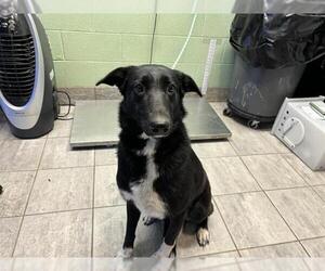 German Shepherd Dog-Unknown Mix Dogs for adoption in Grand Prairie, TX, USA