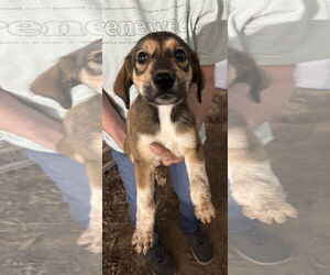 Black Mouth Cur-Unknown Mix Dogs for adoption in Horn Lake, MS, USA