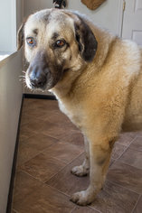 Anatolian Shepherd Dogs for adoption in Marble, NC, USA