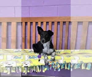Medium Photo #1 Mutt Puppy For Sale in Genesee, WI, USA