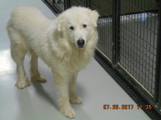 Great Pyrenees Dogs for adoption in Danbury, CT, USA