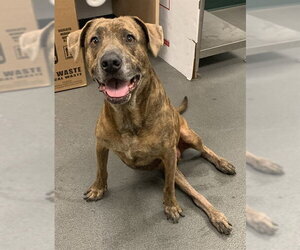 Plott Hound-Unknown Mix Dogs for adoption in Corpus Christi, TX, USA
