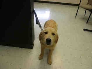 Golden Retriever Dogs for adoption in Waterford, VA, USA
