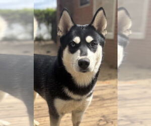 Siberian Husky Dogs for adoption in Matawan, NJ, USA