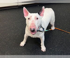 Bull Terrier Dogs for adoption in Pasadena, CA, USA