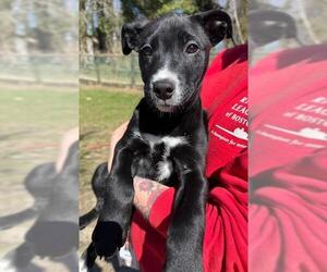 Huskies -Unknown Mix Dogs for adoption in Brewster, MA, USA