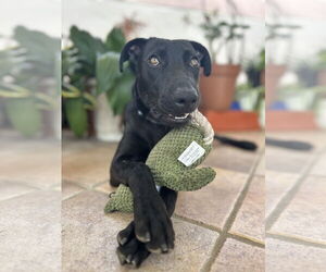 Labrador Retriever-Unknown Mix Dogs for adoption in Jefferson, NJ, USA