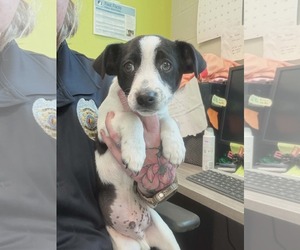 Jack Russell Terrier-Unknown Mix Dogs for adoption in SHERBURNE, NY, USA