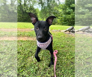 Mutt Dogs for adoption in Candler, NC, USA