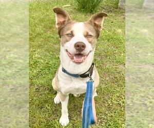 Siberian Husky-Staffordshire Bull Terrier Mix Dogs for adoption in Dedham, MA, USA