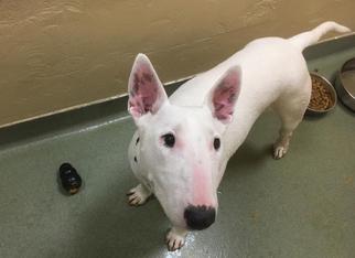 Bull Terrier Dogs for adoption in Boston, MA, USA