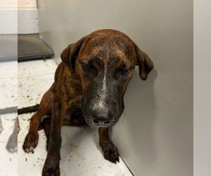 American Pit Bull Terrier-Unknown Mix Dogs for adoption in Conroe, TX, USA