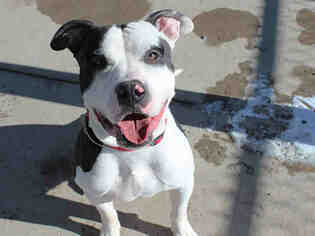 American Bulldog Dogs for adoption in Brighton, CO, USA