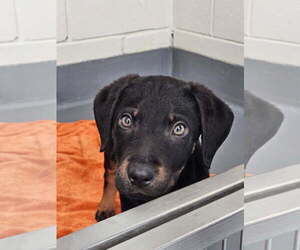 Mutt Dogs for adoption in Hilton Head, SC, USA