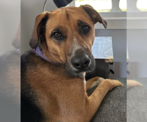 Beagle-Unknown Mix Dogs for adoption in Brooklyn Center, MN, USA