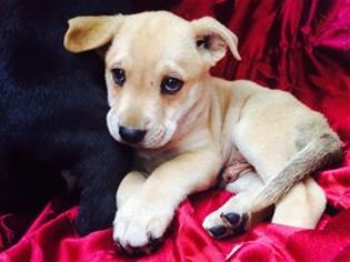 Medium Photo #1 Labrador Retriever-Unknown Mix Puppy For Sale in Kailua Kona , HI, USA