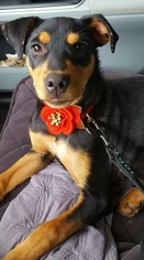 American Rat Pinscher Dogs for adoption in Germantown, OH, USA
