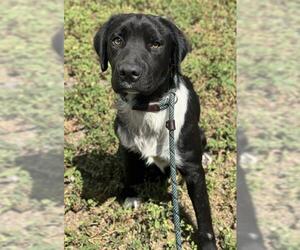 Border Collie-Unknown Mix Dogs for adoption in Fort Lauderdale, FL, USA