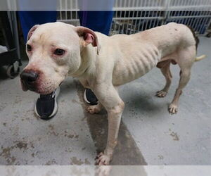 American Pit Bull Terrier-Unknown Mix Dogs for adoption in Ocala, FL, USA