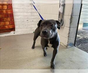 Mutt Dogs for adoption in San Bernardino, CA, USA