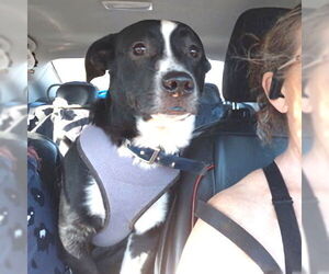 Mutt Dogs for adoption in Rutherfordton, NC, USA