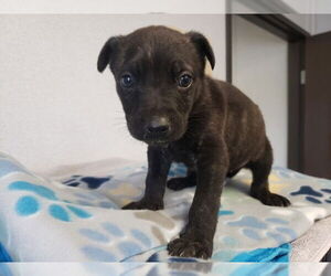 German Shepherd Dog-Unknown Mix Dogs for adoption in San Bernardino, CA, USA