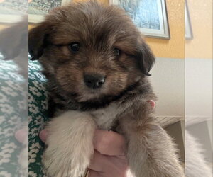 Poodle (Miniature)-Unknown Mix Dogs for adoption in Olalla, WA, USA