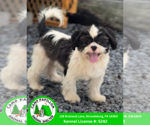 Shih Tzu Dogs for adoption in Stroudsburg, PA, USA