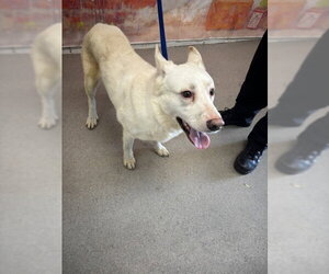 Siberian Husky-Unknown Mix Dogs for adoption in San Bernardino, CA, USA
